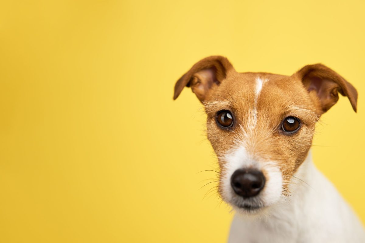 Jack Russell Terrier